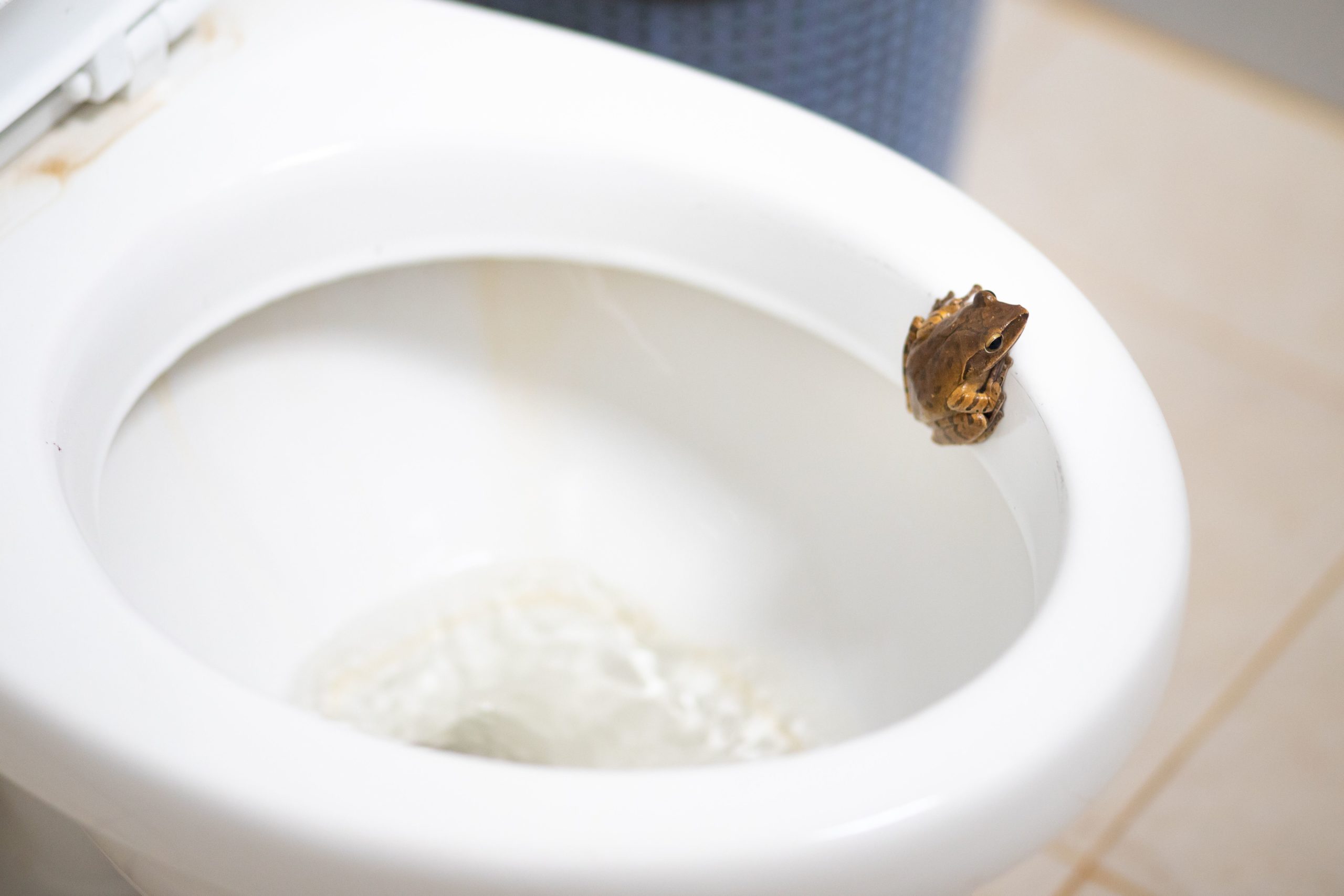 Golden Tree Frog on the flush toilet
