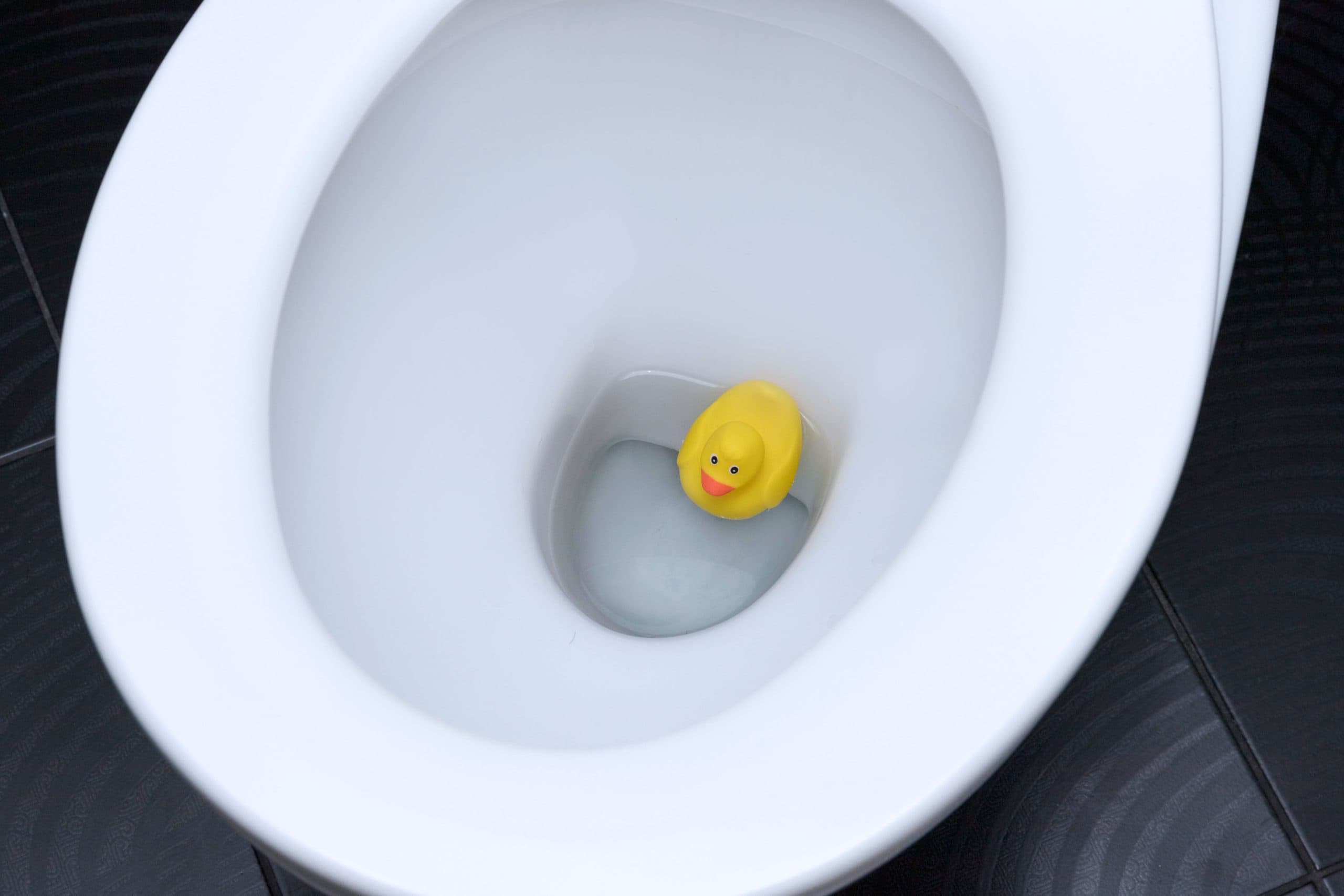 Plastic model of a yellow duck floating in a toilet bowl, toilet.