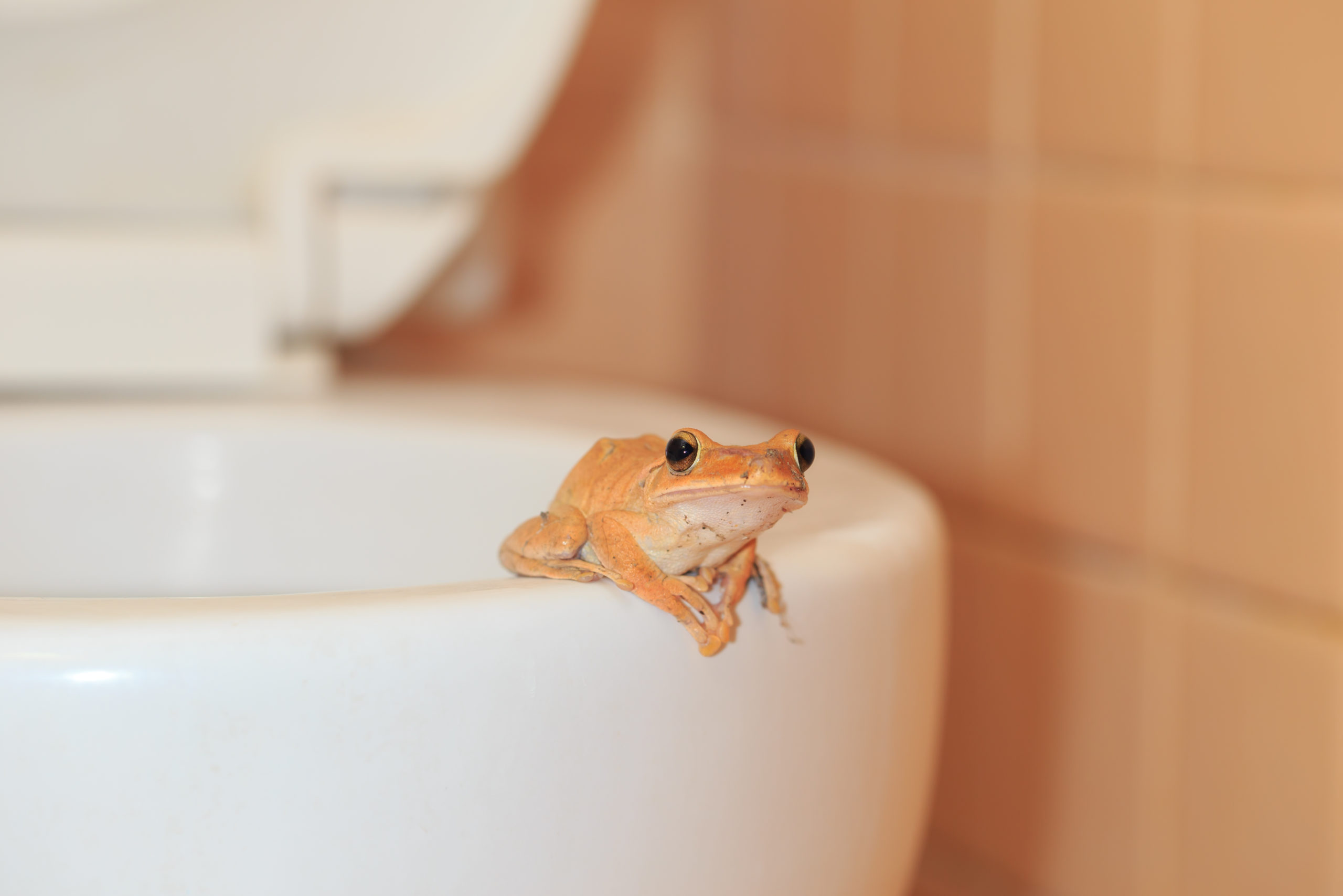 wildlife invade the house, frog at bathroom