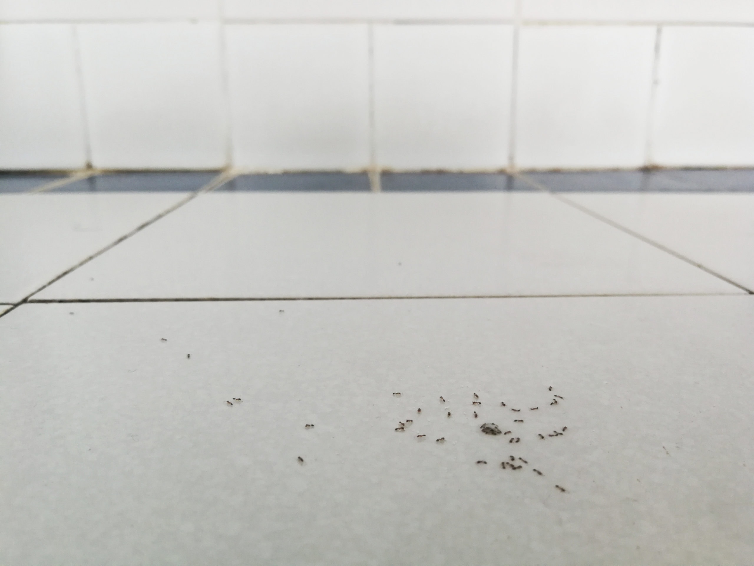 A lot of ants swarming food on the bathroom floor
