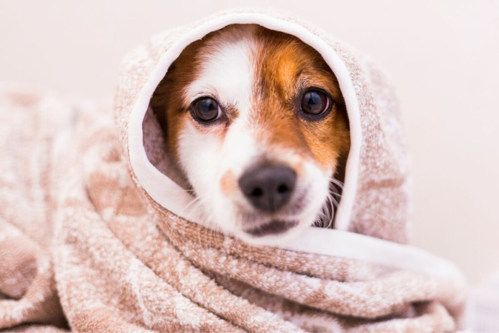 a dog is wrapped in towel