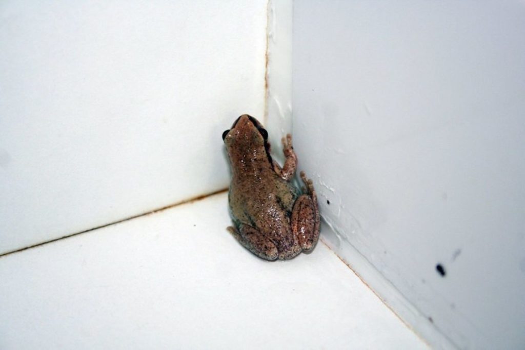 frog in bathroom
