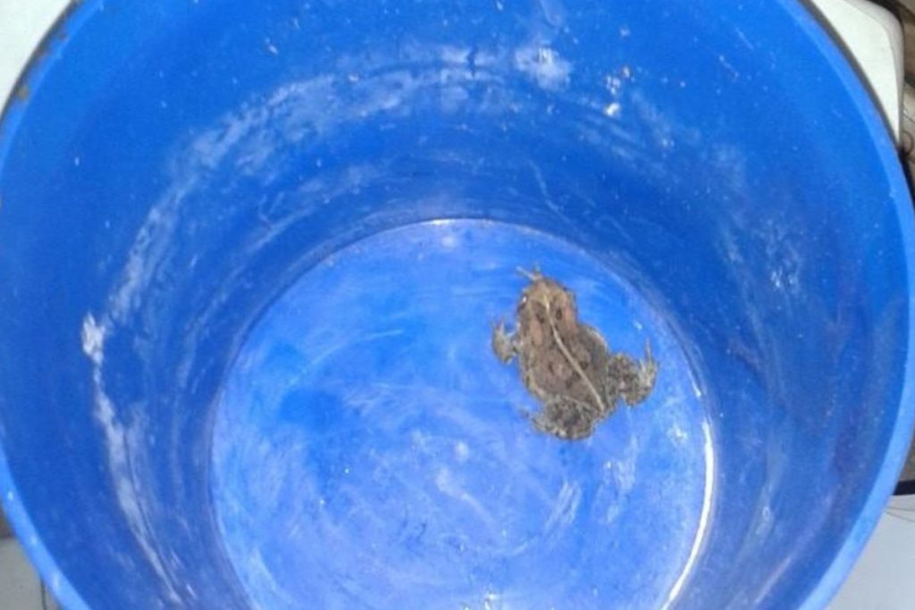 frog in container