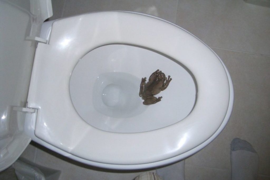 frog in toilet