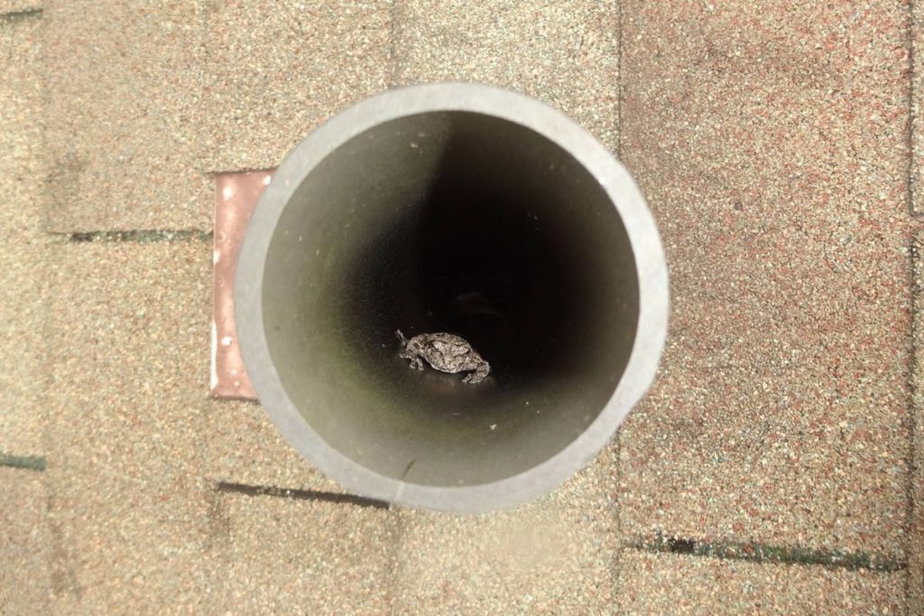 frog in vent pipe